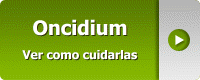 Las Oncidium