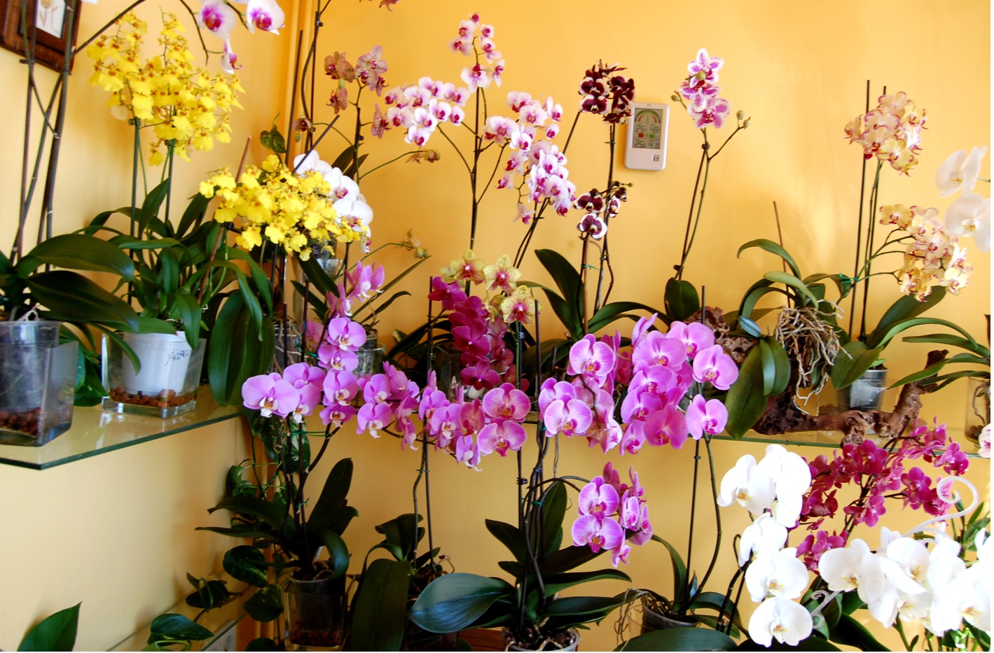 Peatonal Estragos objetivo Cuidar las Orquídeas en casa
