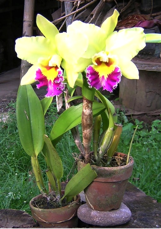 las Orquídeas en casa