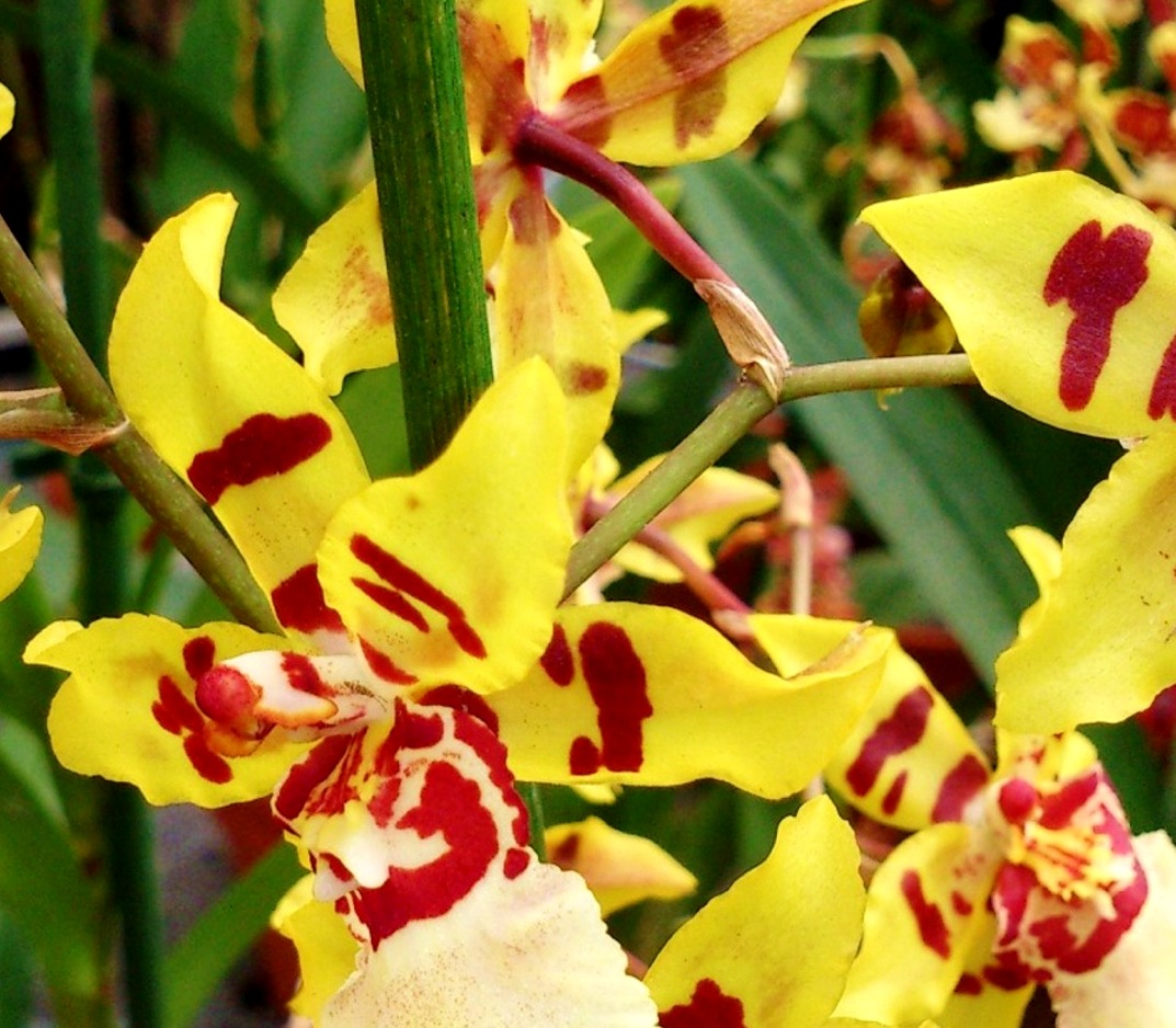 Cuidar las Orquídeas en casa