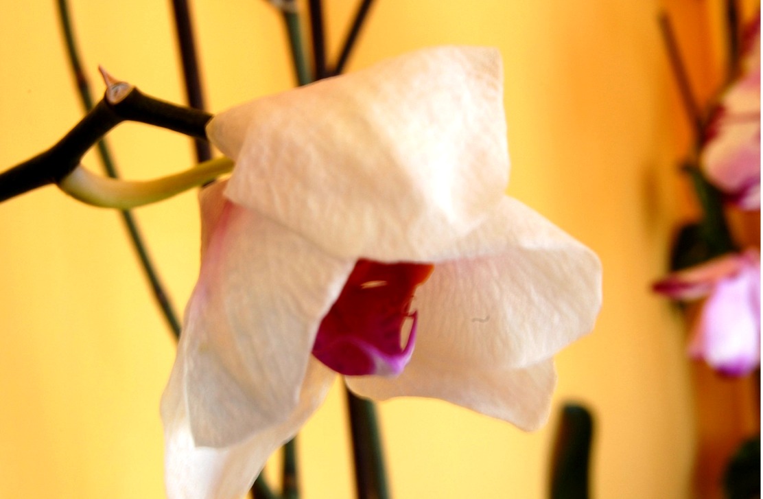 Cuidar las Orquídeas en casa