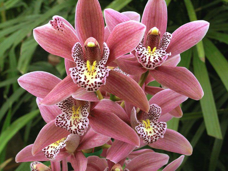 Cuidar las Orquídeas en casa